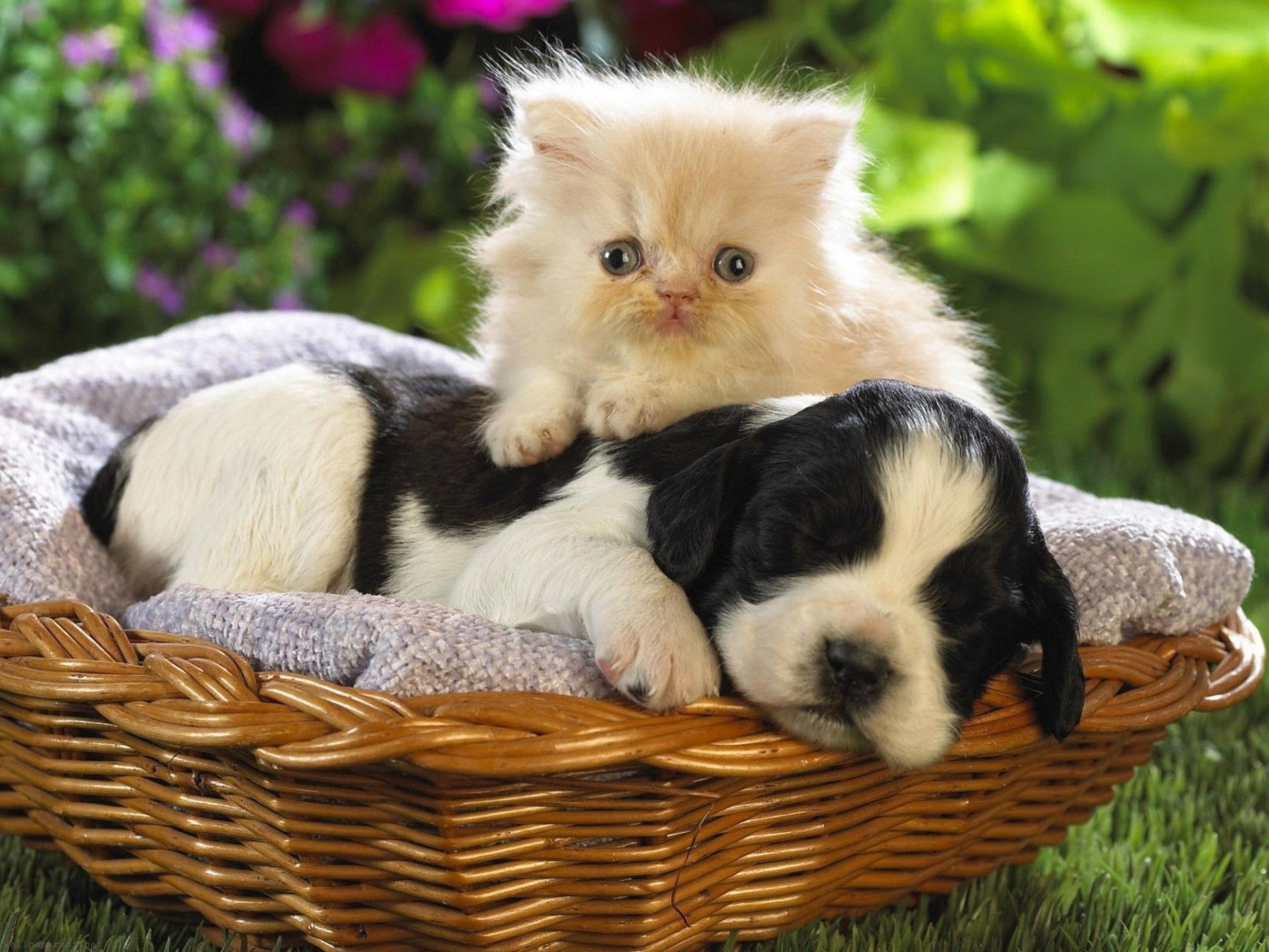 Kitten Puppy Basket Bed