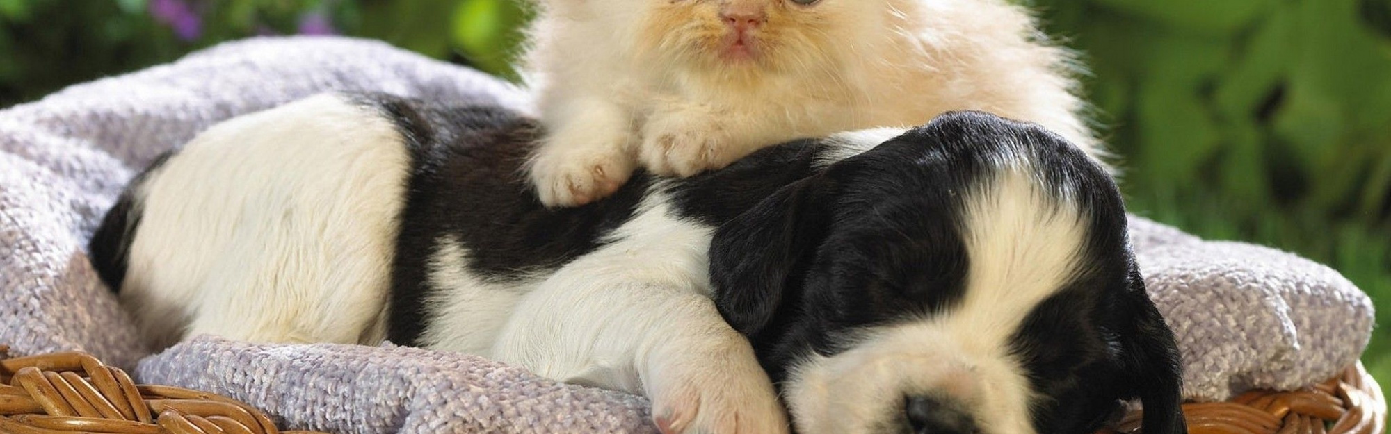 Kitten Puppy Basket Bed