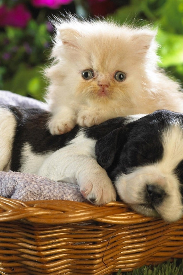 Kitten Puppy Basket Bed