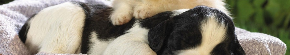 Kitten Puppy Basket Bed