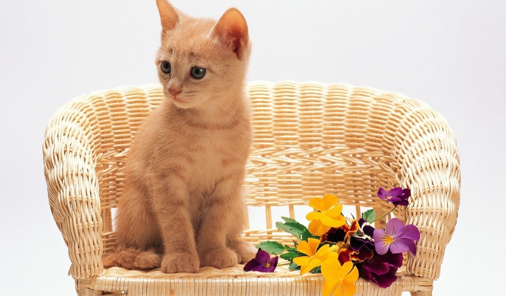 Kitten Sitting Flowers Red