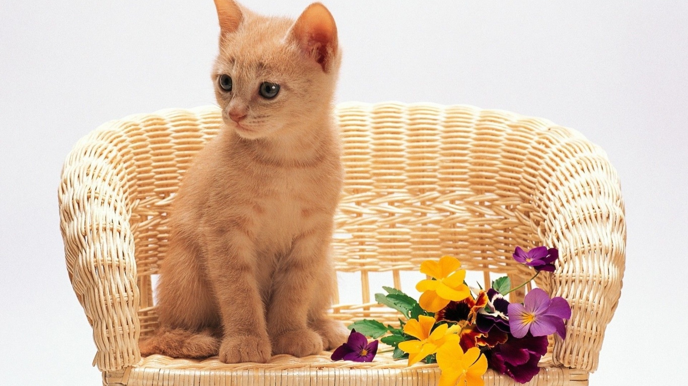 Kitten Sitting Flowers Red