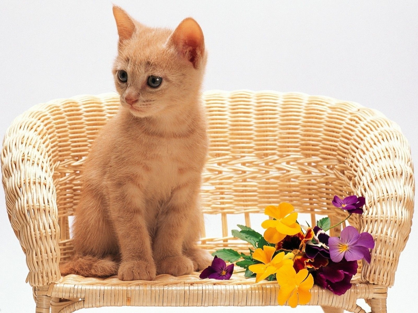 Kitten Sitting Flowers Red