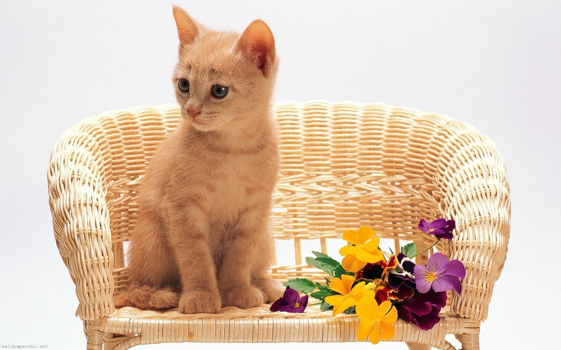 Kitten Sitting Flowers Red