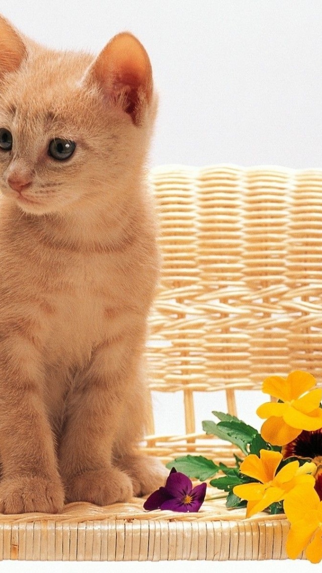 Kitten Sitting Flowers Red