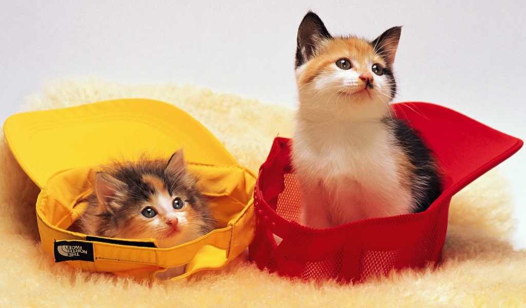 Kittens In Baseball Caps