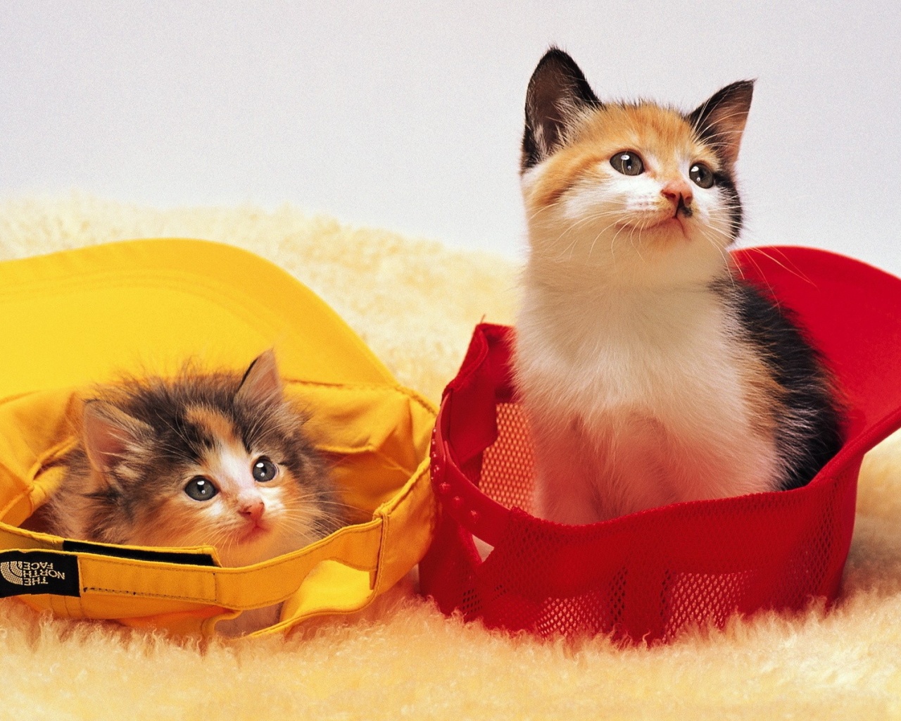 Kittens In Baseball Caps