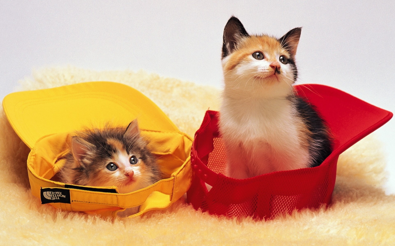 Kittens In Baseball Caps