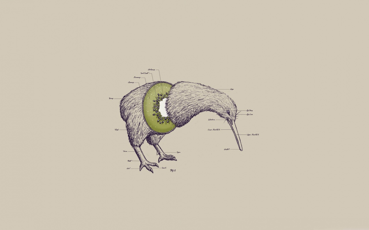 Kiwi Bird