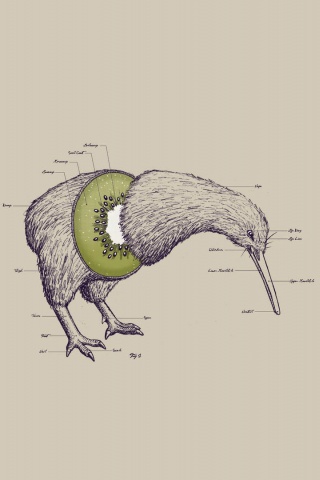 Kiwi Bird