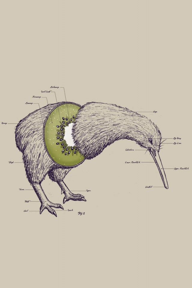 Kiwi Bird