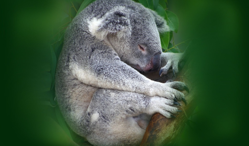 Koala Sleeping