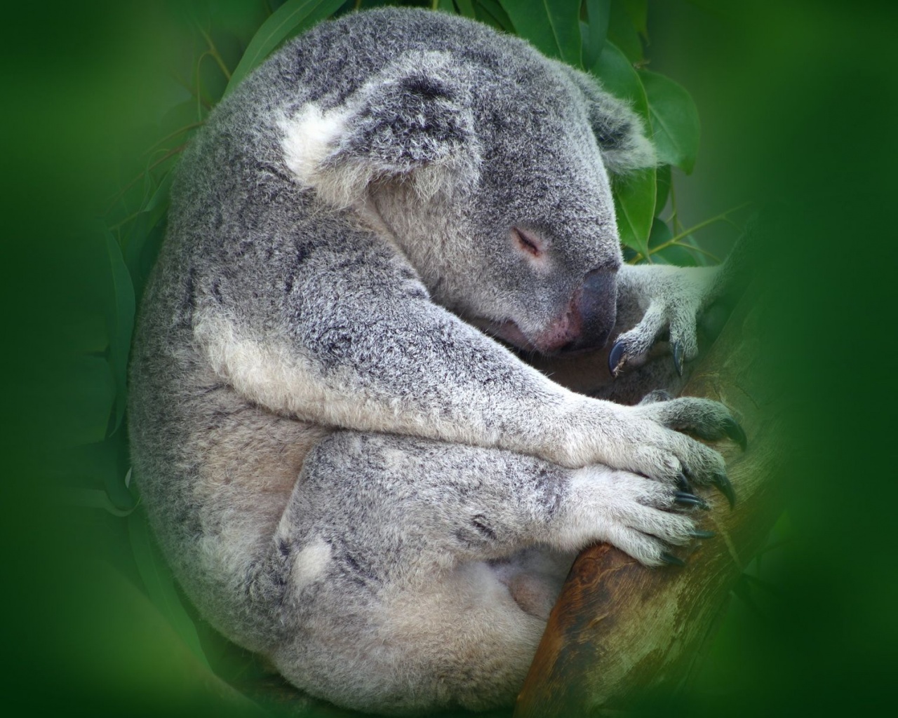 Koala Sleeping