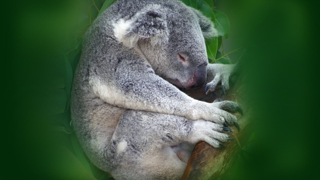 Koala Sleeping