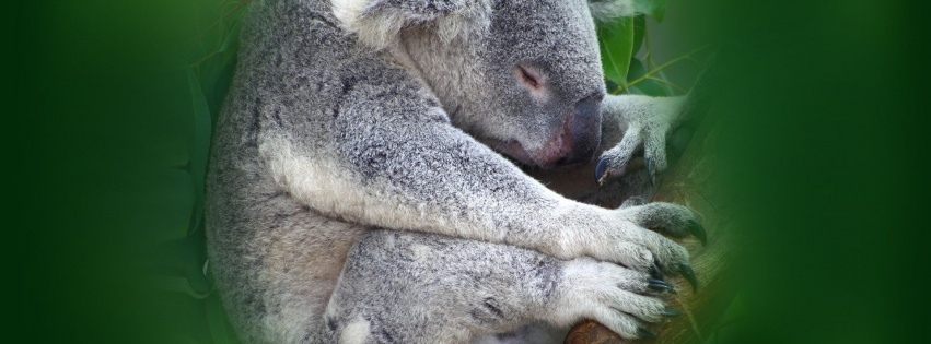 Koala Sleeping