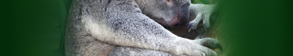 Koala Sleeping