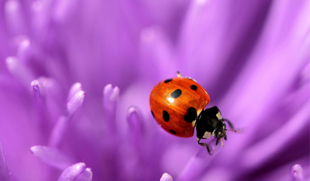 Ladybug Purple