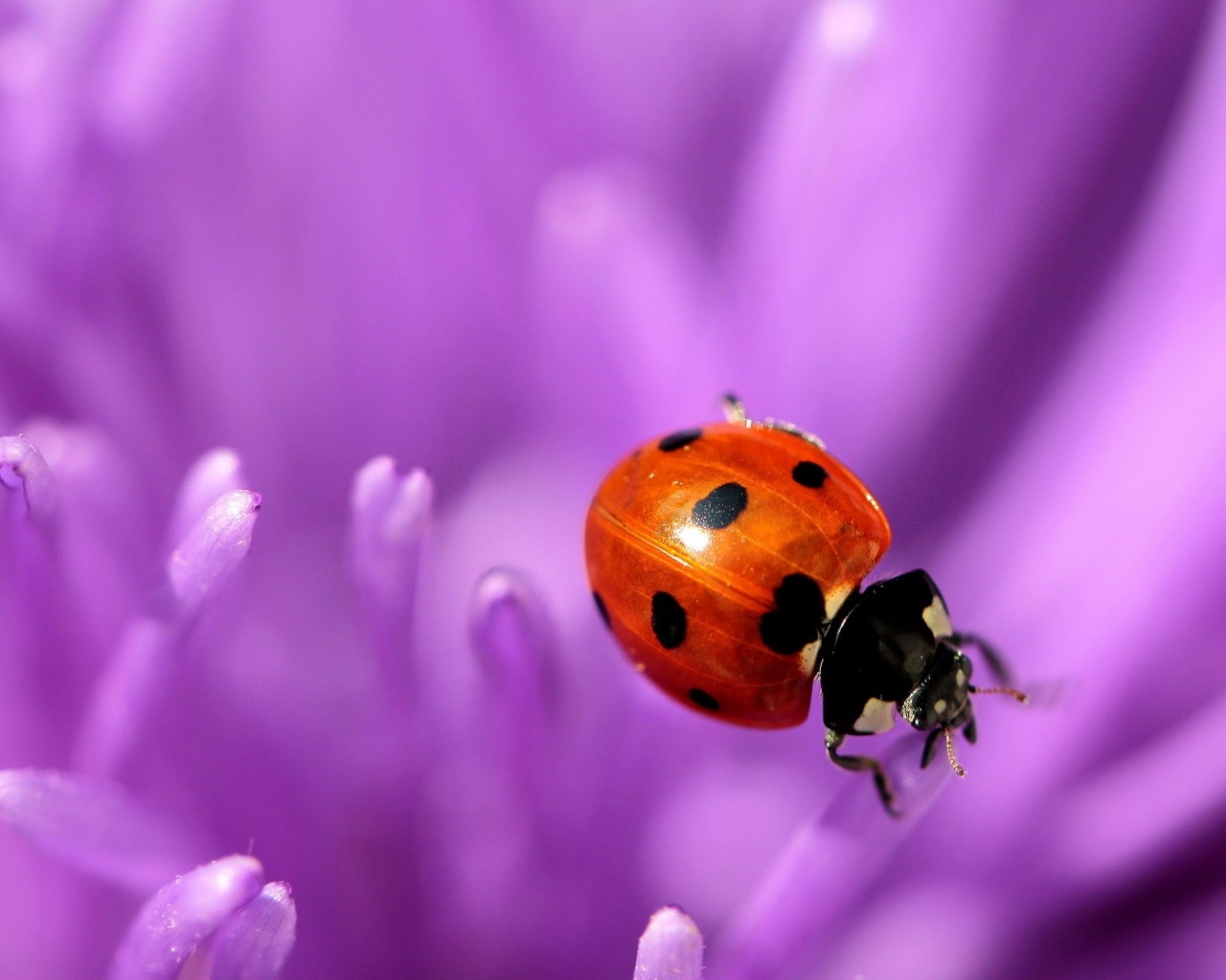 Ladybug Purple