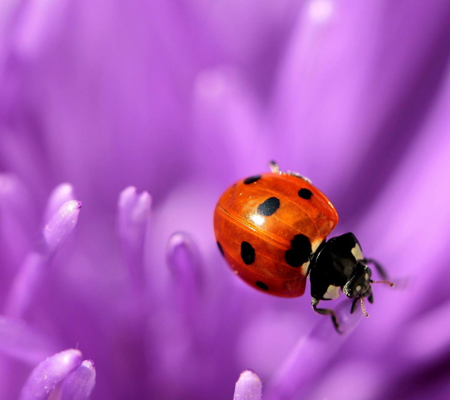 Ladybug Purple