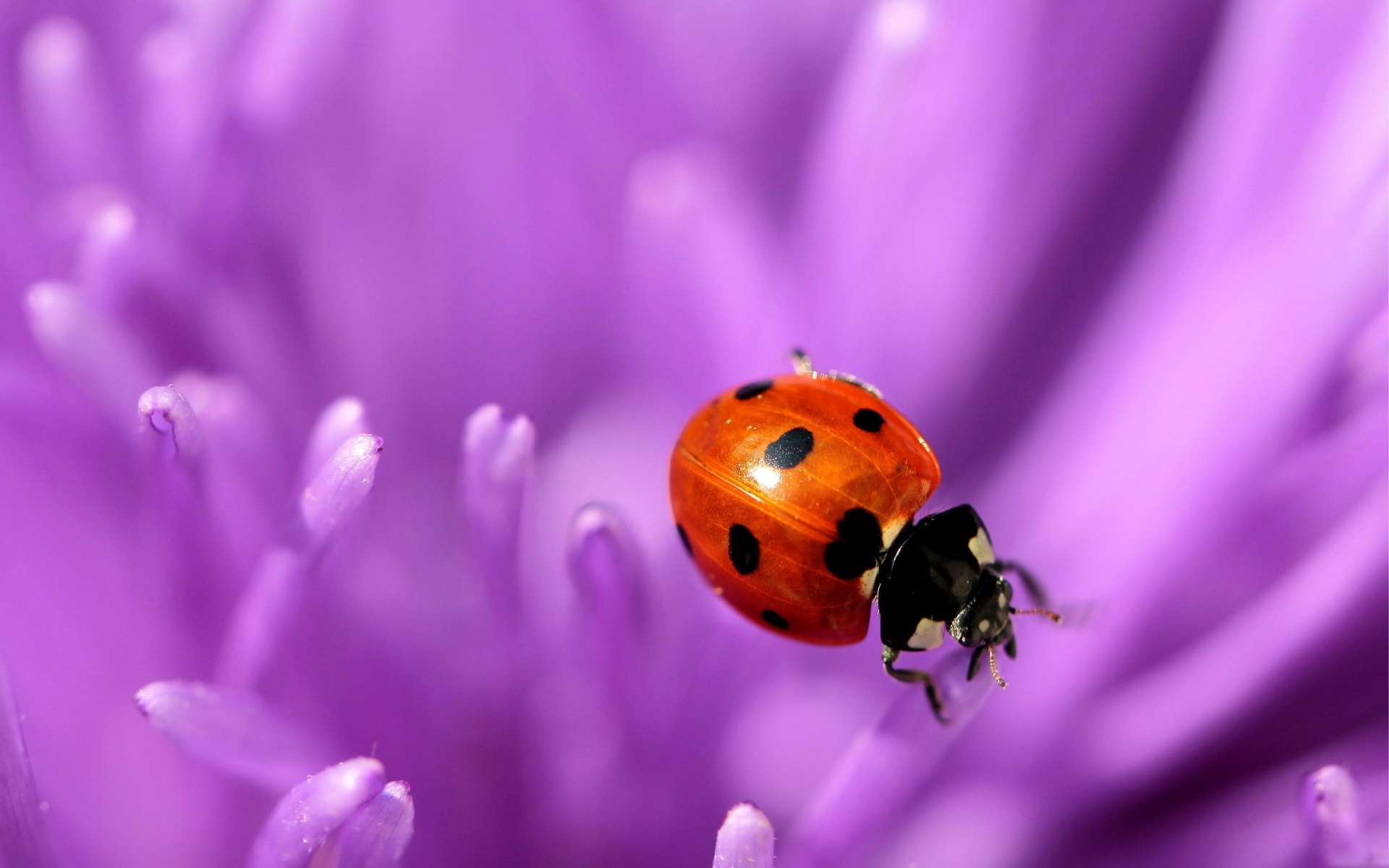 Ladybug Purple