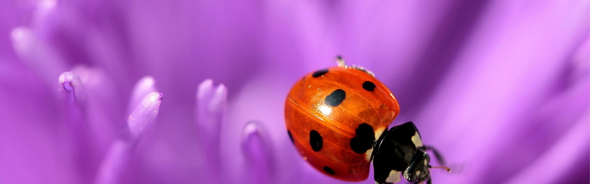 Ladybug Purple