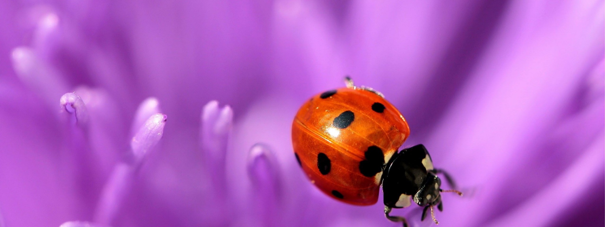 Ladybug Purple