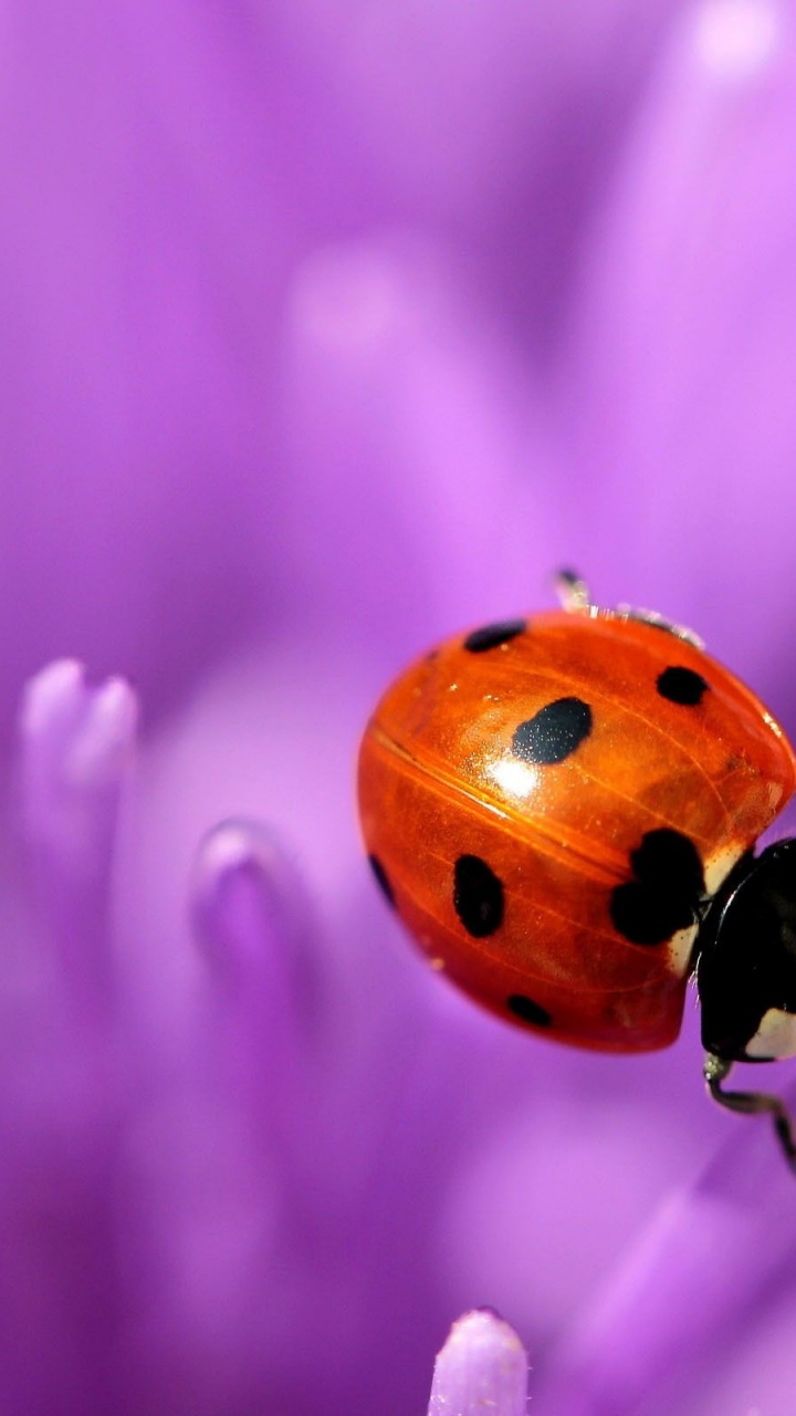 Ladybug Purple