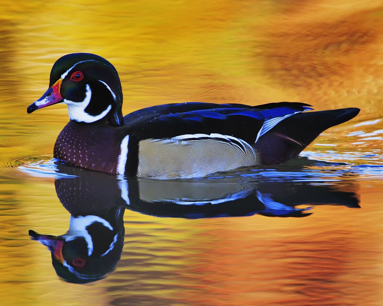 Lake Duck Water Reflection