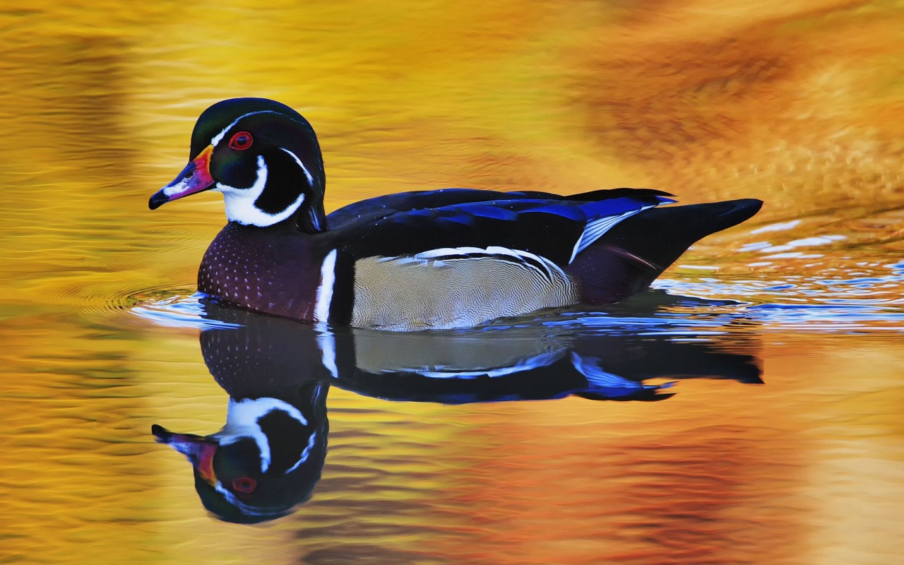 Lake Duck Water Reflection