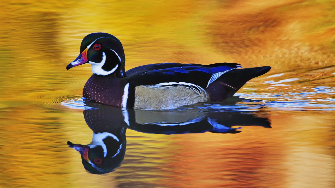 Lake Duck Water Reflection