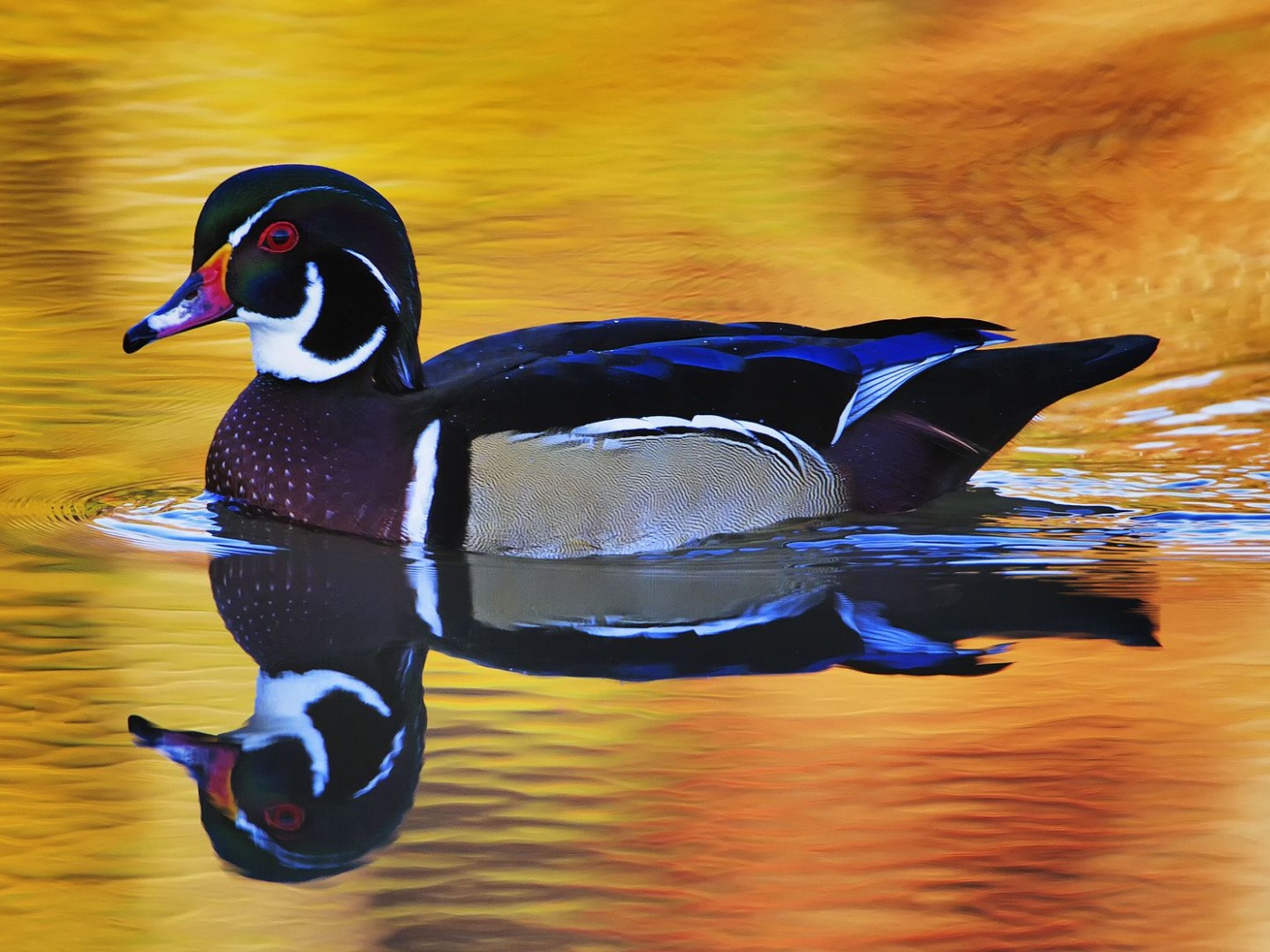 Lake Duck Water Reflection