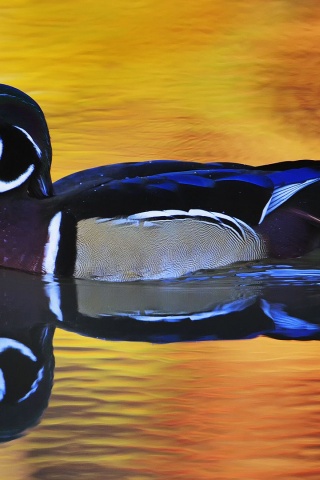 Lake Duck Water Reflection