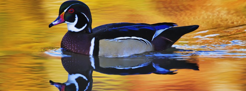 Lake Duck Water Reflection