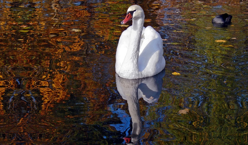 Lake Heat Swan Pond