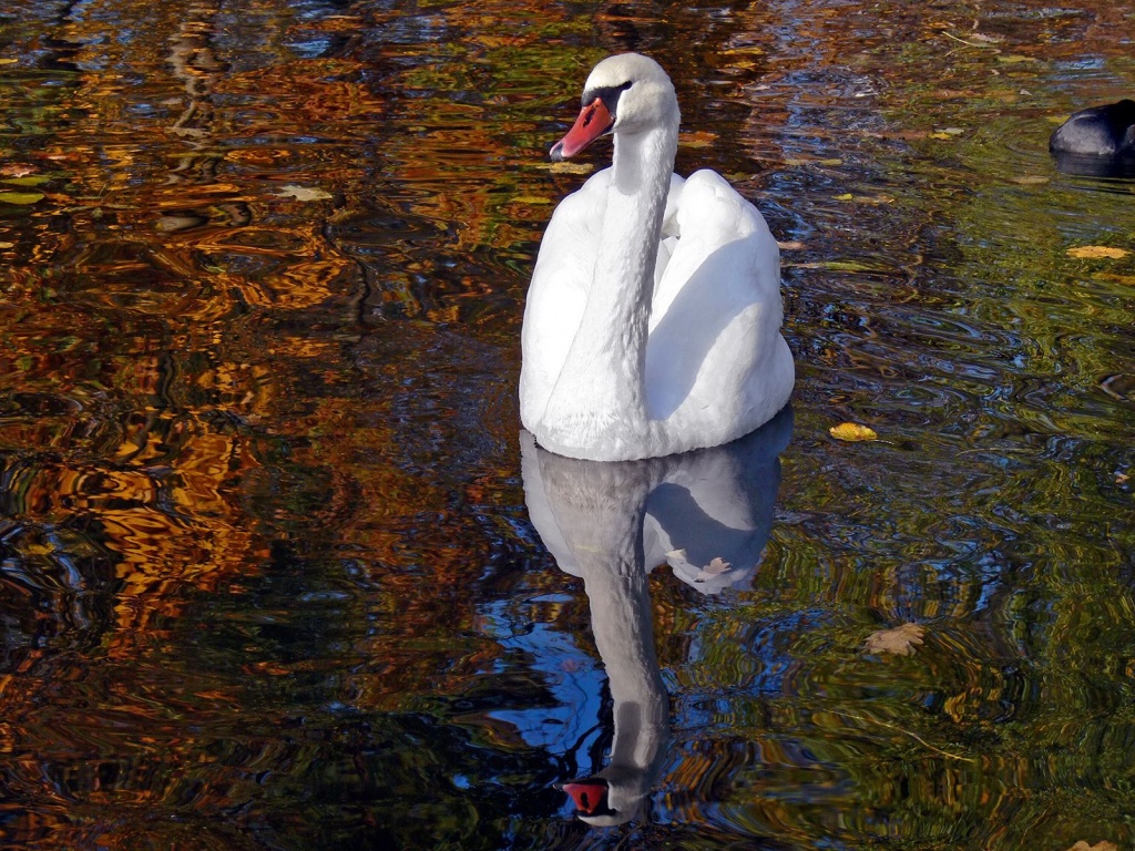 Lake Heat Swan Pond