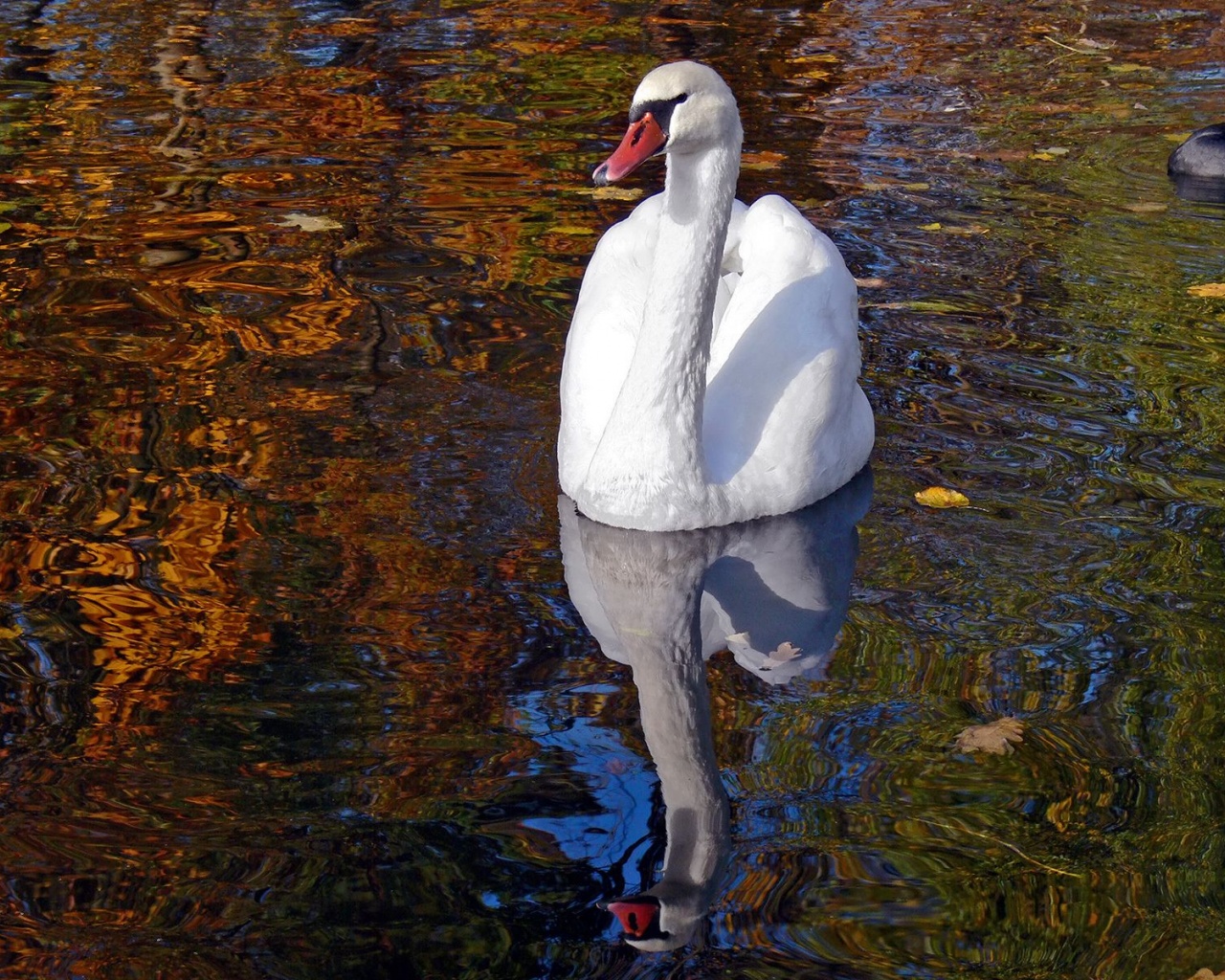 Lake Heat Swan Pond