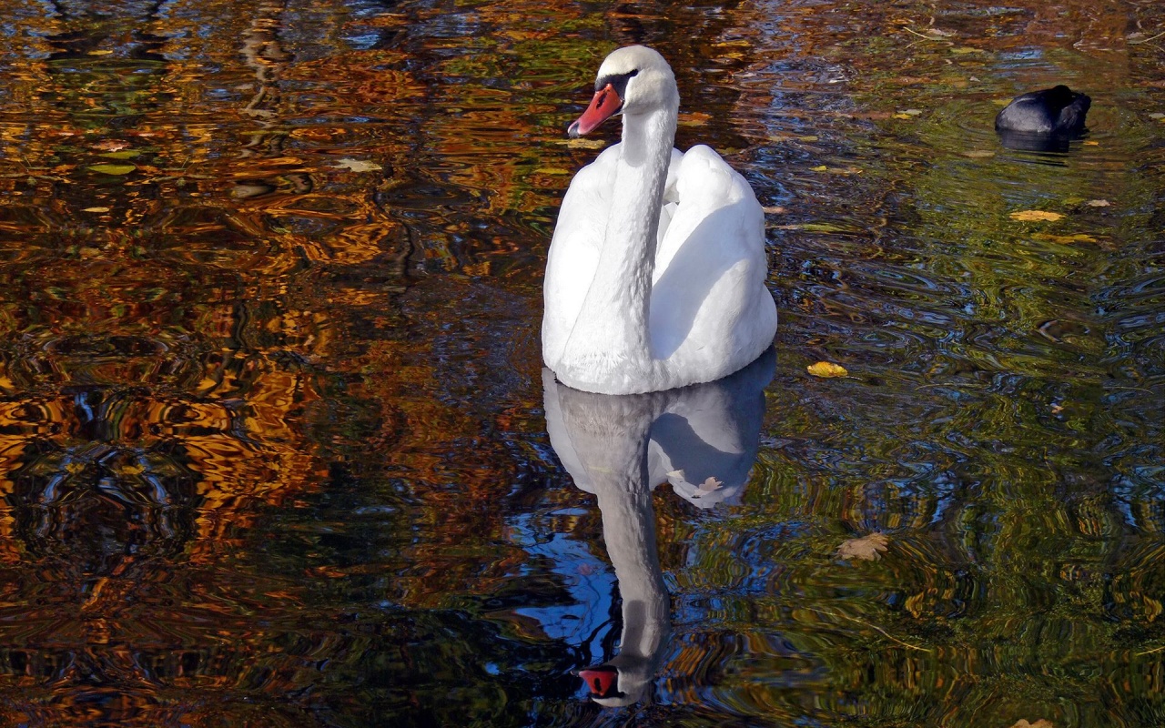 Lake Heat Swan Pond