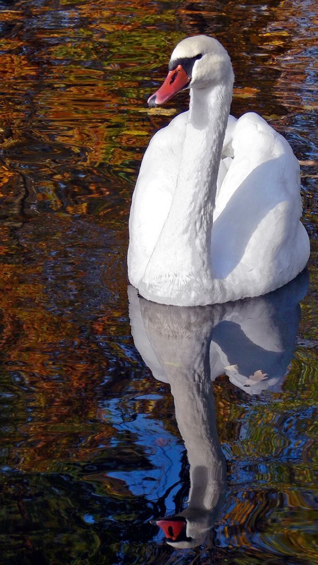 Lake Heat Swan Pond