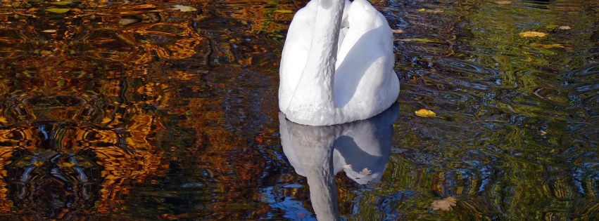 Lake Heat Swan Pond