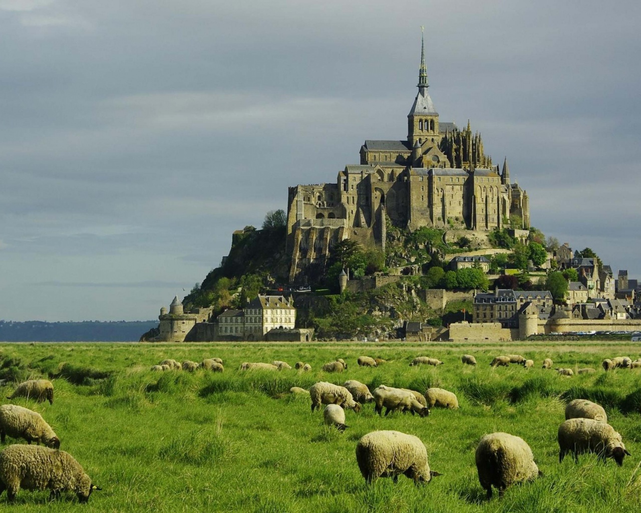 Lambs Mont Saint Michel Lower Normandy France