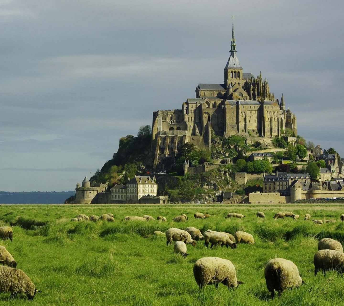 Lambs Mont Saint Michel Lower Normandy France