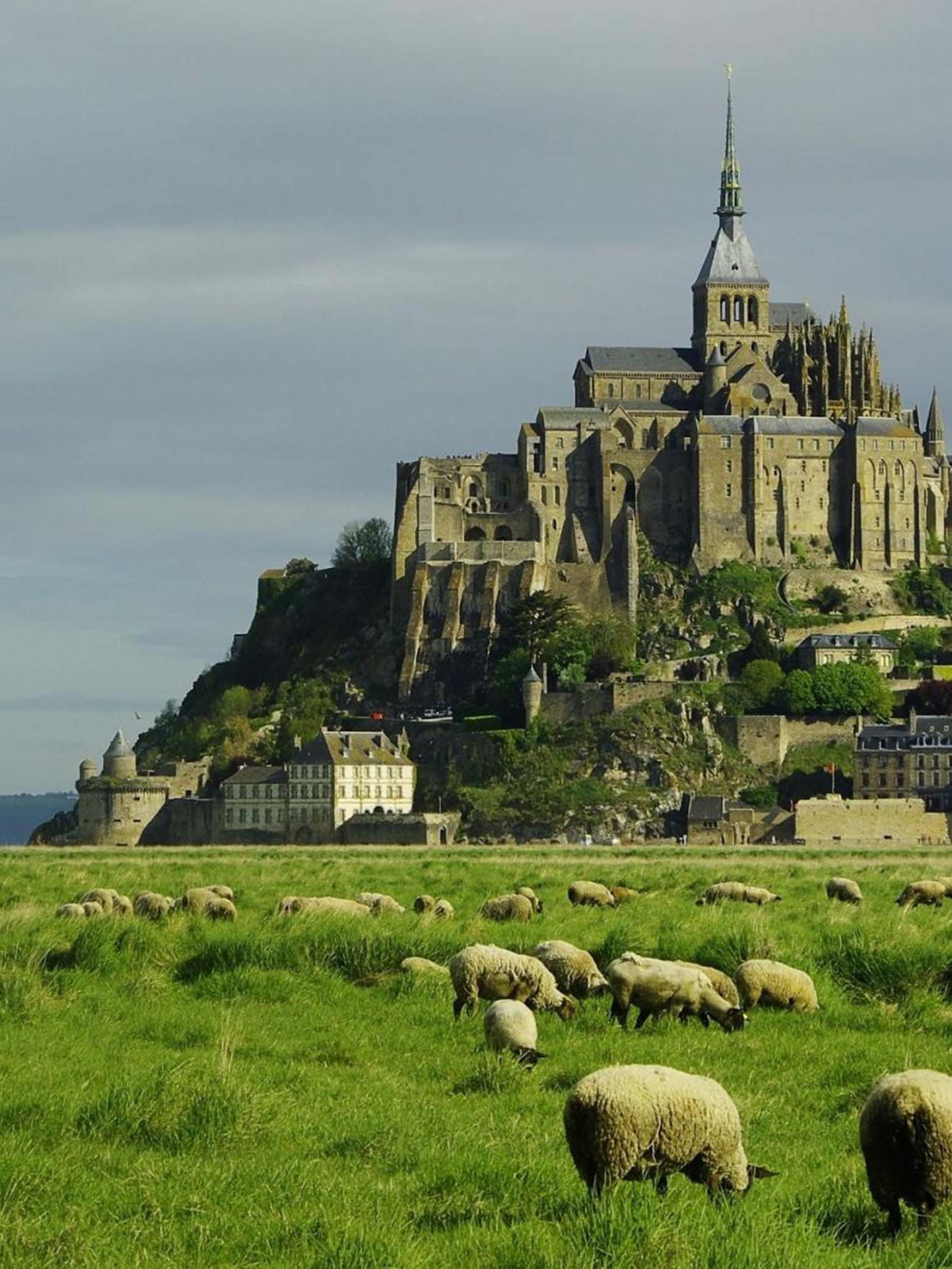 Lambs Mont Saint Michel Lower Normandy France