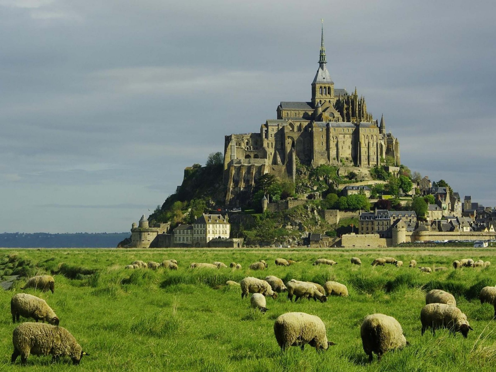 Lambs Mont Saint Michel Lower Normandy France