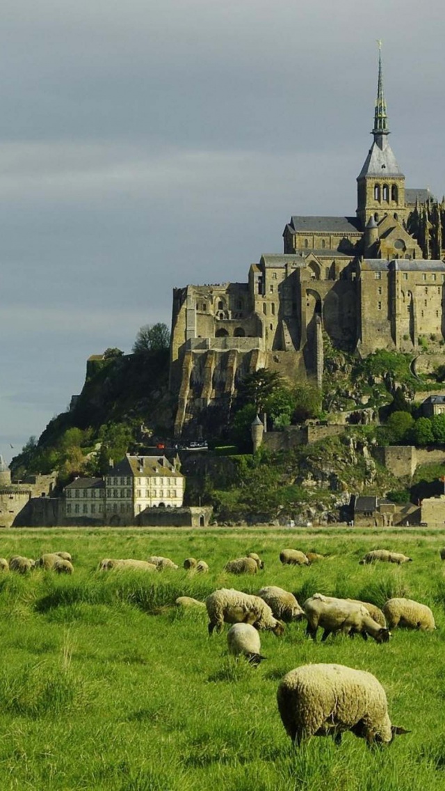 Lambs Mont Saint Michel Lower Normandy France