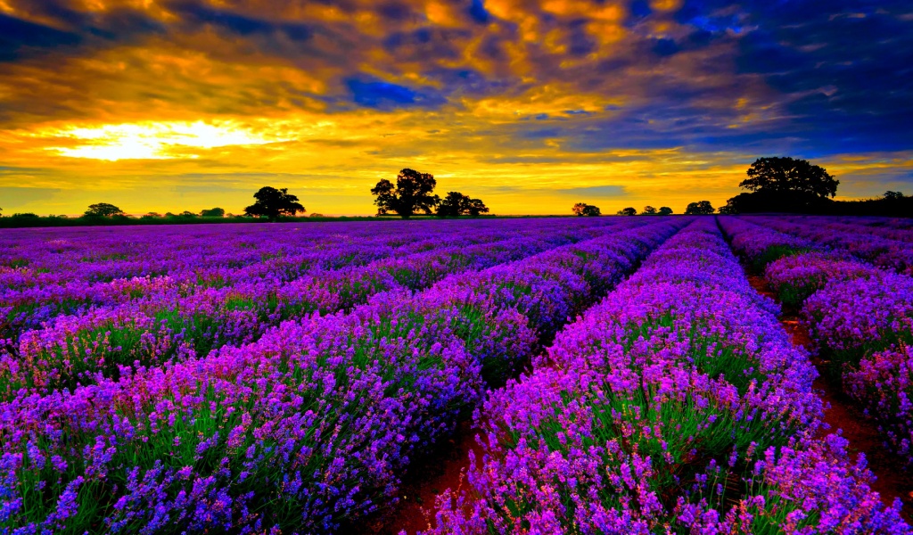 Lavender Field At Sunset