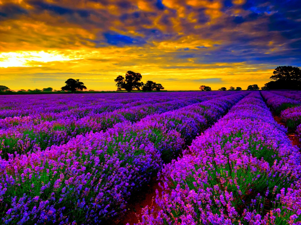 Lavender Field At Sunset