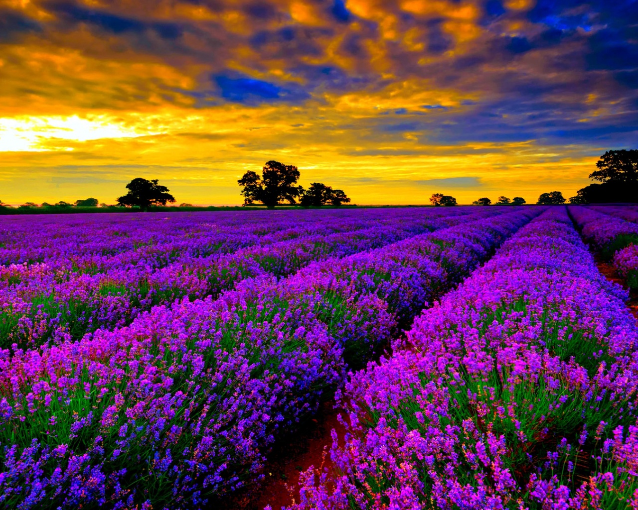 Lavender Field At Sunset