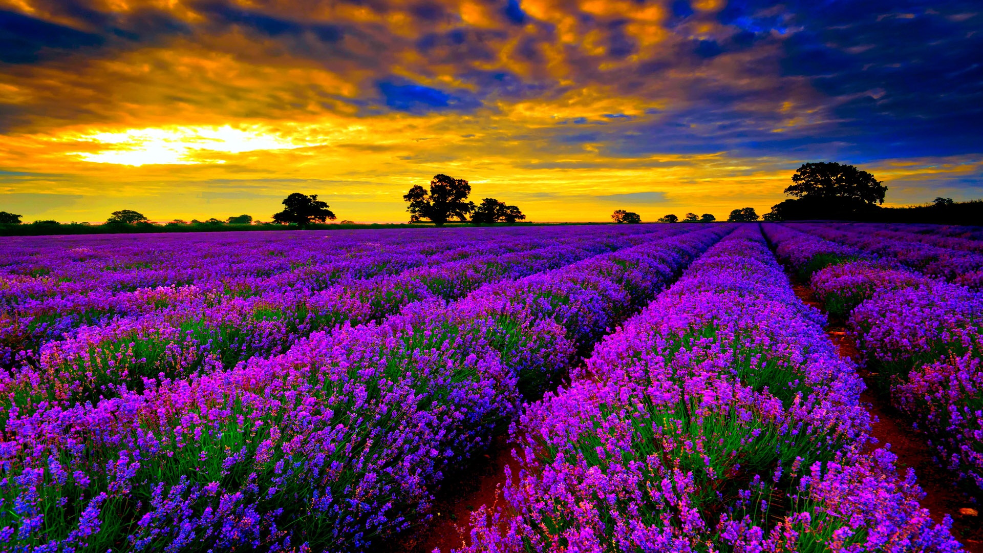 Lavender Field At Sunset