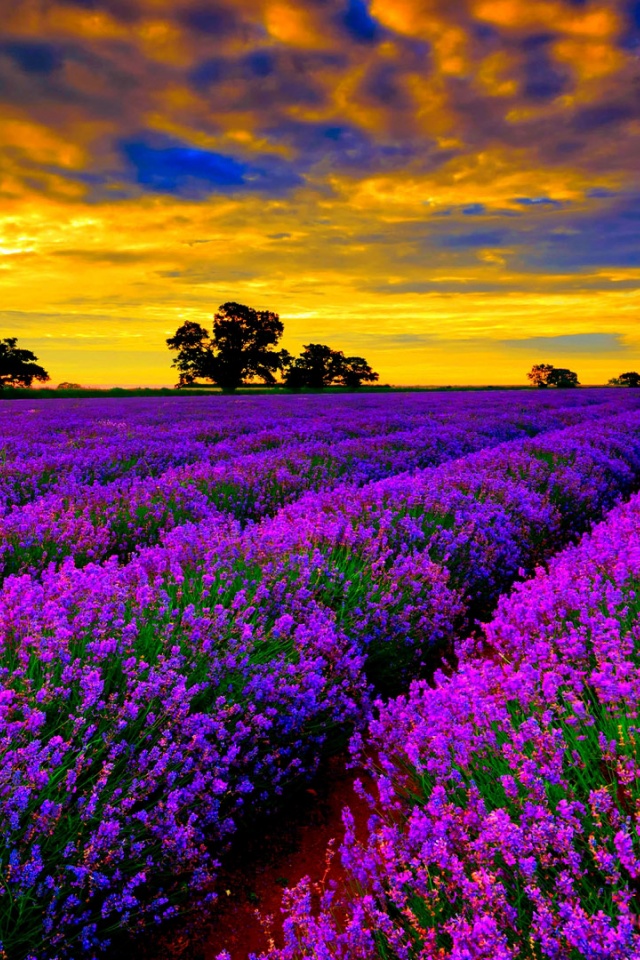 Lavender Field At Sunset