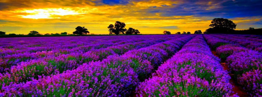 Lavender Field At Sunset